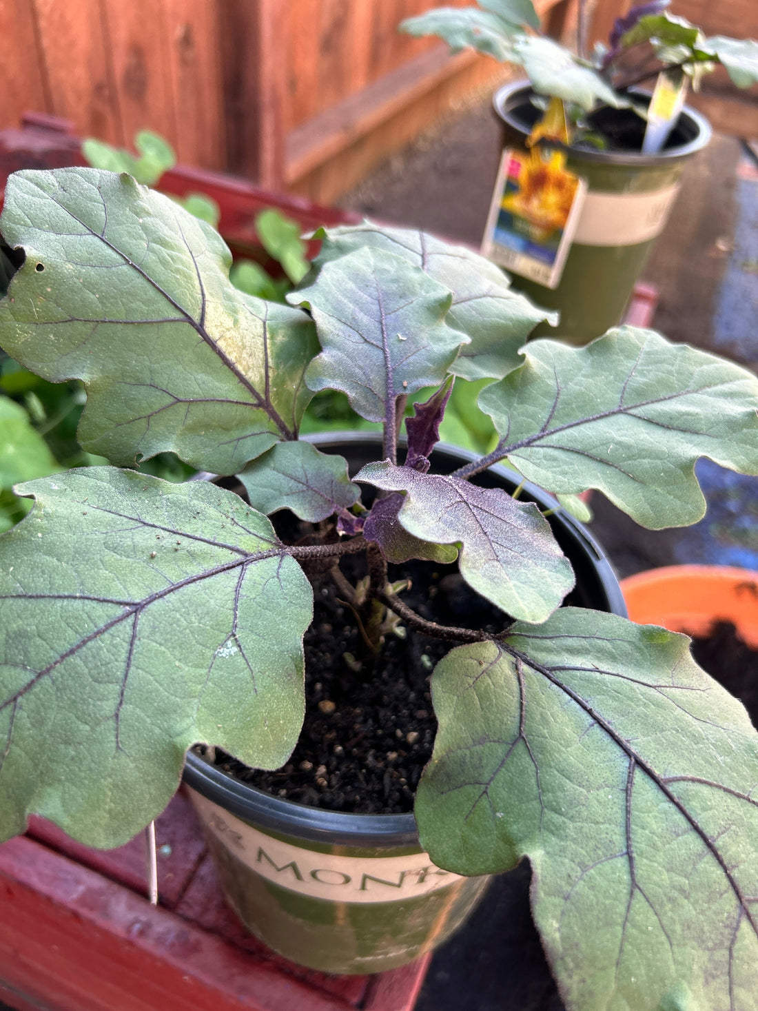 No Yard? No Problem!